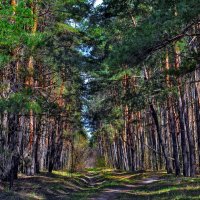 прогулка по лесу :: лиана алексеева