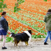 прогулка вокруг поля с тюльпанами :: Ekaterina Bertin