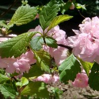 Розовая нежность апреля :: Нина Корешкова