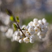 Весна! :: Айвар Удрис