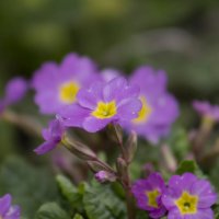 Цветы весной :: Анастасия Грек