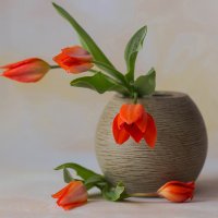 Маленькие тюльпаны :: Елена Ахромеева