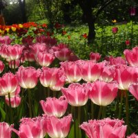 Тюльпаны цветут :: Larisa-A-T 