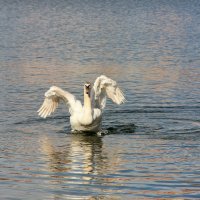 А белый лебедь на пруду... :: Лариса Исаева