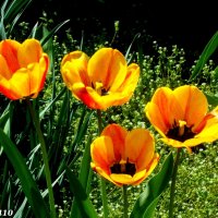 Пёстрые тюльпаны :: Нина Бутко