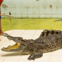 Шоу крокодилов в Тайланде :: Ольга Горд