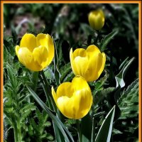 Желтые тюльпаны :: Владимир Бровко