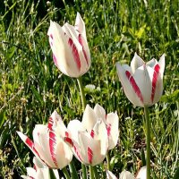 Белые тюльпаны :: Владимир Бровко