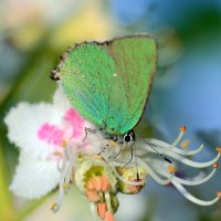 Green butterfly :: Олег Шендерюк