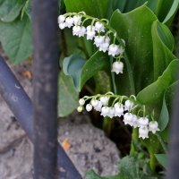 Городские ландыши.. :: Любовь С.