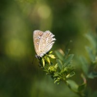 Polyommatus icarus :: Никита Оберник