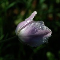 Сиреневый тюльпан майским утром :: Тамара К 