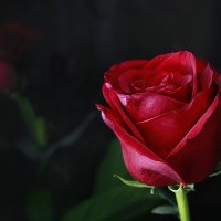 И застыла роза от изумления, увидев как она прекрасна... :: Александр Иванов