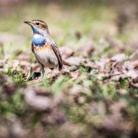 Весенний :: Константин Дронов