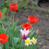 Tulipa Лили цветочные :: симон бийман