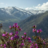 Алтай весенний. :: Татьяна Титова