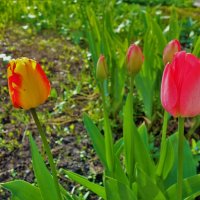 Тюльпаны нашего двора(08.05.2018)... :: Sergey Gordoff
