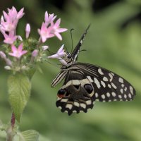 Papilio demoleus :: Bo Nik