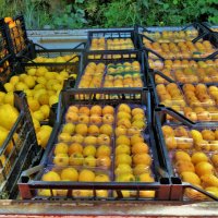 Урожай-мушмула,лимоны,мандарины... :: Sergey Gordoff