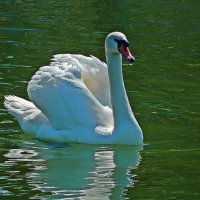 белый лебедь на пруду :: Александр Корчемный