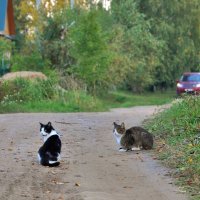 Преимущество у пешеходов? :: Ольга Малышева