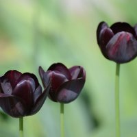 Черные тюльпаны :: Тамара Бедай 