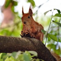 Squirrel :: Олег Шендерюк