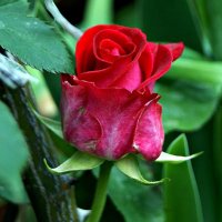 красная роза - эмблема любви :: Александр Корчемный