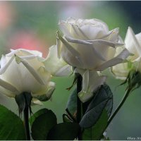 Три розы... :: Виктор Марченко