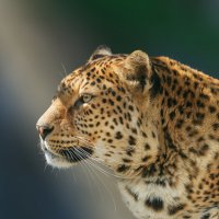 Дальневосточный леопард :: олег 
