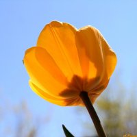 Про желтые тюльпаны.. :: Андрей Заломленков