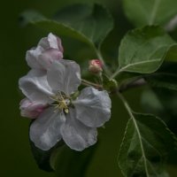 Цветы яблони :: Владимир Орлов
