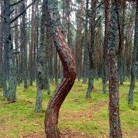 Танцующий лес :: Сергей Карачин
