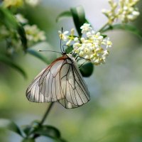 про бабочек 5 (боярышница) :: Александр Прокудин