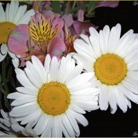 цветы :: Georgy Kalyakin
