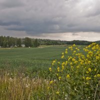 В полях возле реки :: Ольга Винницкая (Olenka)