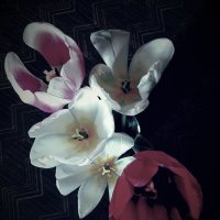 Тюльпаны :: Виктор Никитенко