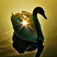 Лебединое озеро  Солнечный :: олег свирский 