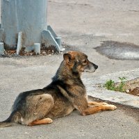 Грустный бездомный пес :: Светлана 