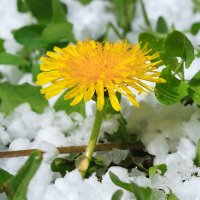 Снежные цветы :: Sait Profoto
