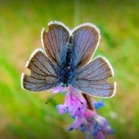 про бабочек - голубянка :: Александр Прокудин