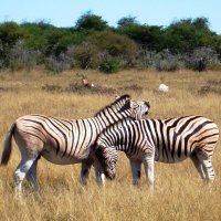 Национальный парк Этоша. Намибия :: Tatiana Belyatskaya