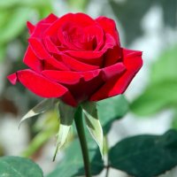 Красная роза :: Валерий Новиков
