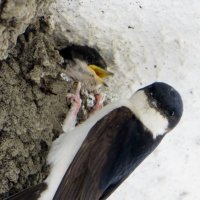 Ласточкино гнездо :: Мазутка 