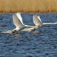 Лебеди в Погадайке :: Светлана Медведева 
