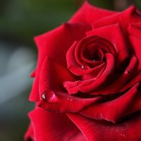 утренняя роза :: leoligra 
