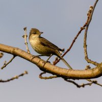 Птица на определение. :: Владимир M