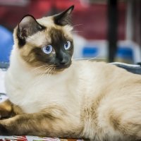 Выставка кошек "Кэт-Салон-Март" в Сокольниках 17.03.2018 :: Игорь Герман