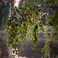 Склонилась над водой... :: Александр Попович