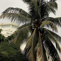 Пальма с кокосами. :: sav-al-v Савченко